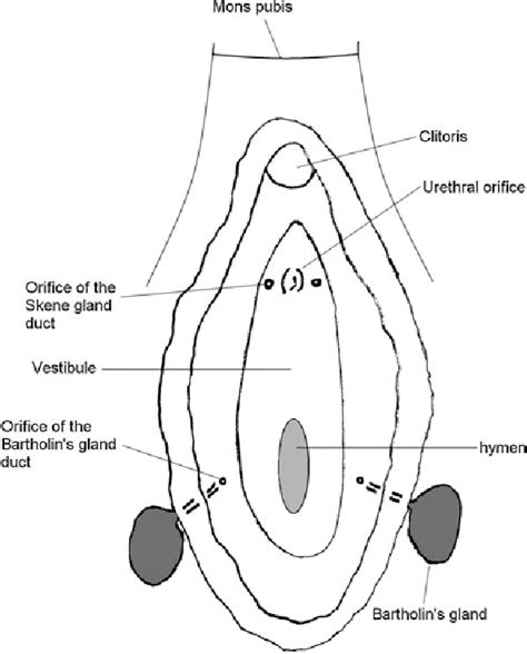 glande skene femme|Skenes gland